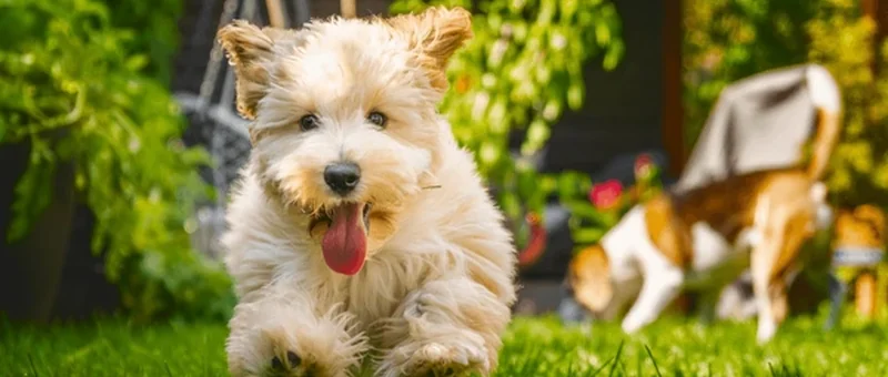 Dog Waste Pick Up service in San Diego